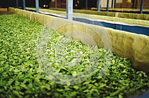 tea processing