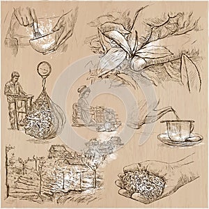 Tea Processing. Agriculture. An hand drawn vector illustration.