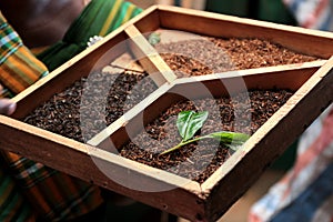 Tea processing in Sri Lanka