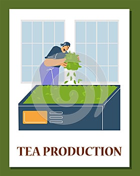 Tea production facility, grading harvested leaves process, worker drying flavor green leaves, vector tea industry poster