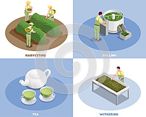 Tea Production Isometric Concept