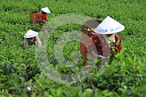 Tea Production Quality