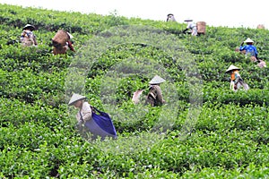 Tea Production Quality