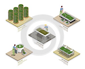 Tea Production Steps Isometric Set