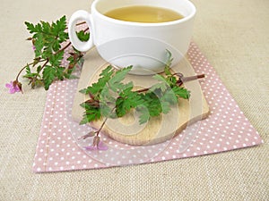 Tea with Roberts geranium, cranesbill, Geranium robertianum