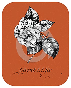 Tea rose 1 drawn in Victorian style