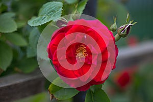 Tea rose. Beautiful flower on a green background