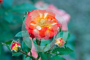 tea rose Bud on natural green background with copy space for text