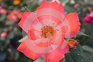 Tea rose, early and late blooming photo