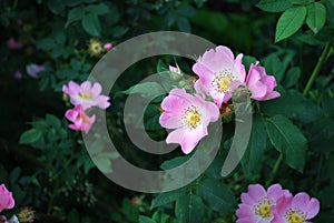 Tea rose flowers on a dark background close-up