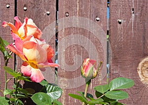 Tea rose flowers on wooden background