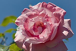 Tea rose garden in the autumn