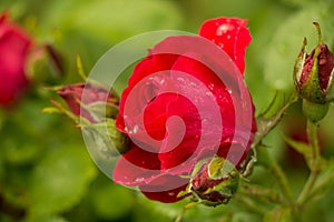 tea rose garden in the summer in Ukraine