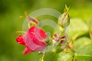 tea rose garden in the summer in Ukraine