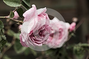 tea rose garden in the summer in Ukraine