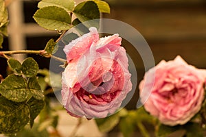 tea rose garden in the summer in Ukraine