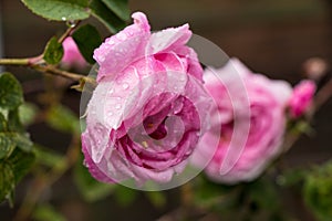 tea rose garden in the summer in Ukraine