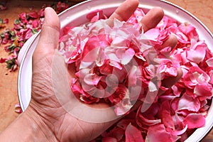 Tea rose petals