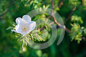 Tea rose white garden in sun light closeup