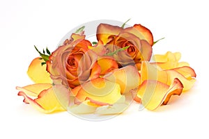 Tea roses and rose petals
