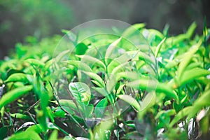 Tea state morning view in Sri Lanka