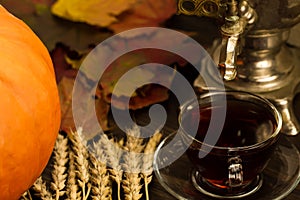 Tea still life with samovar, ripe orange pumpkins, maple leaves, wheat on wooden background.