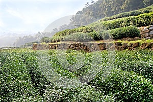 Tea terrace