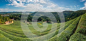 Tea terraces at Boseong tea plantations in Republic of Korea