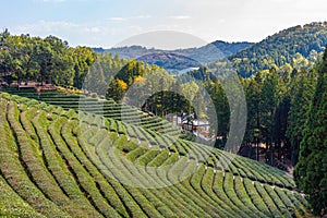 Tea terraces at Boseong tea plantations in Republic of Korea