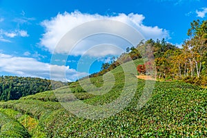 Tea terraces at Boseong tea plantations in Republic of Korea