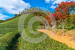 Tea terraces at Boseong tea plantations in Republic of Korea