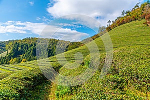 Tea terraces at Boseong tea plantations in Republic of Korea