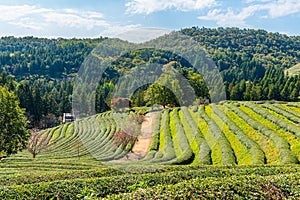 Tea terraces at Boseong tea plantations in Republic of Korea