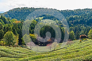 Tea terraces at Boseong tea plantations in Republic of Korea