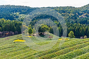 Tea terraces at Boseong tea plantations in Republic of Korea