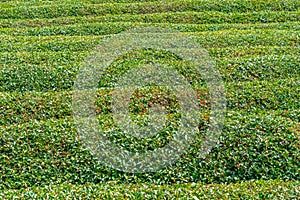 Tea terraces at Boseong tea plantations in Republic of Korea