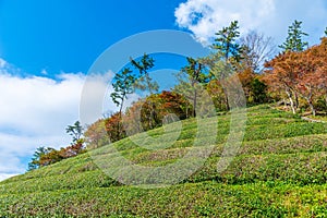 Tea terraces at Boseong tea plantations in Republic of Korea