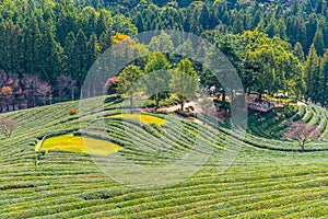 Tea terraces at Boseong tea plantations in Republic of Korea