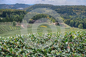 Tea terraces at Boseong tea plantations in Republic of Korea