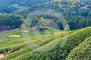 Tea terraces at Boseong tea plantations in Republic of Korea