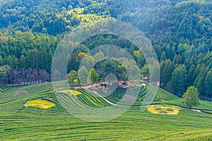 Tea terraces at Boseong tea plantations in Republic of Korea