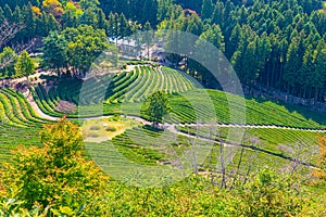 Tea terraces at Boseong tea plantations in Republic of Korea