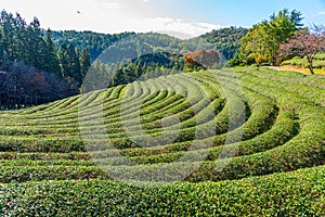 Tea terraces at Boseong tea plantations in Republic of Korea