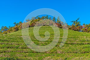 Tea terraces at Boseong tea plantations in Republic of Korea