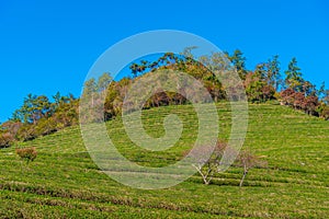 Tea terraces at Boseong tea plantations in Republic of Korea