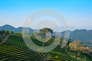 Tea Terrece Fields