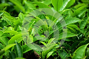 Tea tree bushes and buds