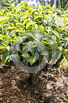 Tea tree entirely on the ground