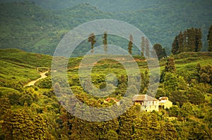 Tea tree fields near Batumi, west Georgia