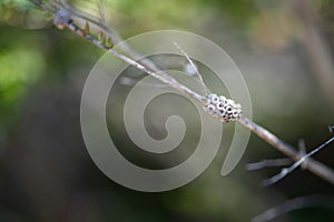 tea tree flower and seeds in tasmania australia